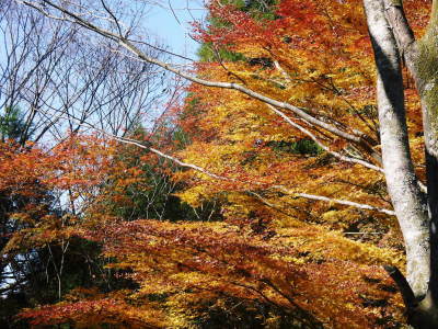 2020年の菊池渓谷&菊池、阿蘇スカイラインの紅葉は今が見ごろ!ビューポイント&穴場スポット紹介!_a0254656_17265742.jpg