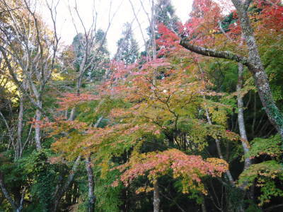 2020年の菊池渓谷&菊池、阿蘇スカイラインの紅葉は今が見ごろ!ビューポイント&穴場スポット紹介!_a0254656_17283694.jpg