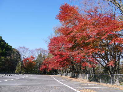 2020年の菊池渓谷&菊池、阿蘇スカイラインの紅葉は今が見ごろ!ビューポイント&穴場スポット紹介!_a0254656_17302084.jpg