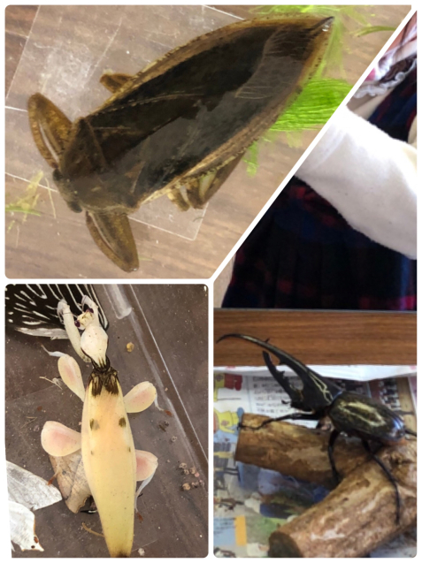 むしとあそぼう!!_f0324461_12222497.jpg