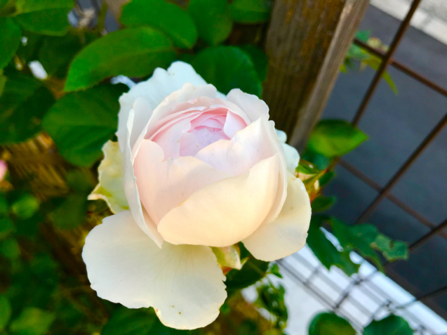 今朝の薔薇と挿し木の植え替え チョコrosegarden 今朝の薔薇と挿し木の植え替え チョコrosegarden
