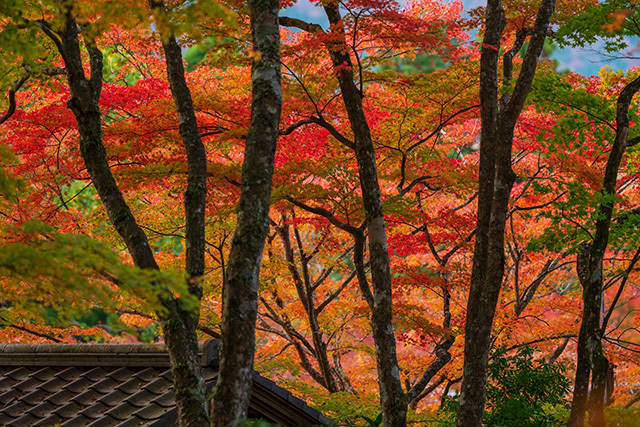 箱根長安寺の紅葉 エーデルワイスブログ