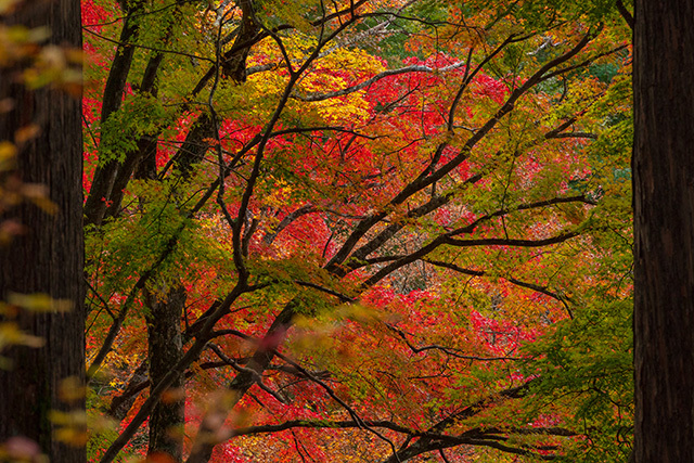 長安寺の紅葉と五百羅漢_b0145398_22574941.jpg