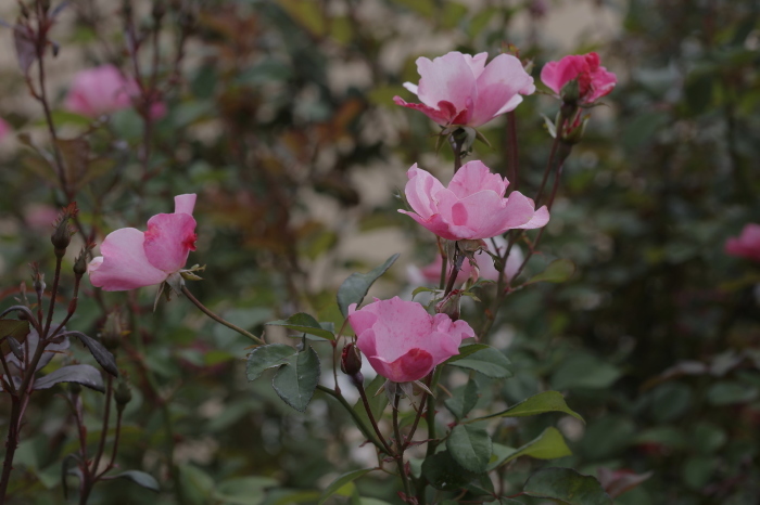 万博記念公園 バラ園_b0043304_00424247.jpg