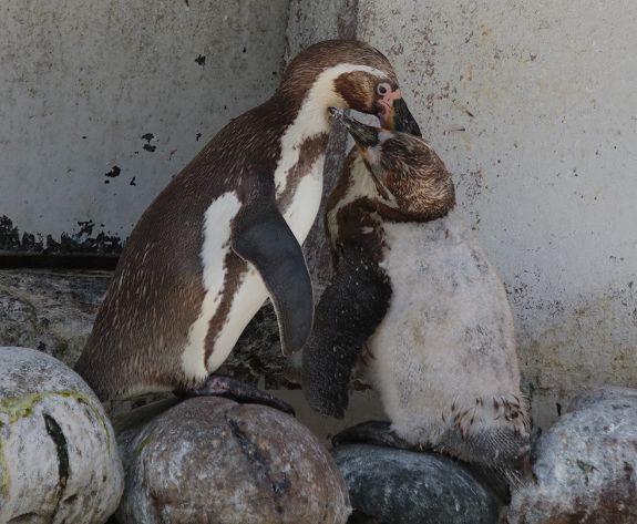 ペンギンちゃんです True Story] A penguin returns a favor by buying a fish