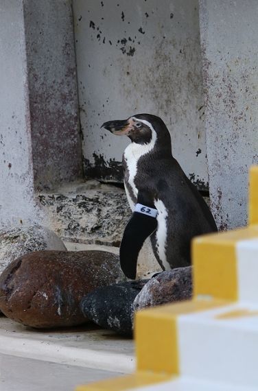 ペンギンちゃんです 池田工業社 ペンギンちゃんシャワー 9550 1セット(2個) - アスクル