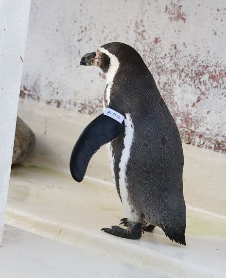 ペンギンちゃんです 池田工業社 ペンギンちゃんシャワー 9550 1セット(2個) - アスクル