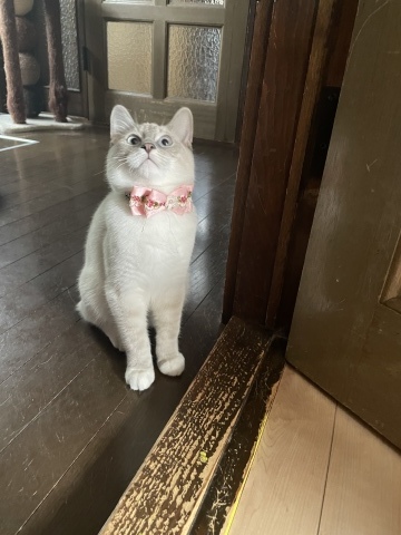 エルザちゃん_b0340621_18302131.jpeg