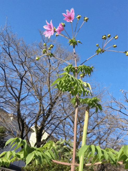 今年はコロナ禍のまま_c0155326_22035910.gif