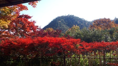 今日の京都　光悦寺_d0106134_15051435.jpg