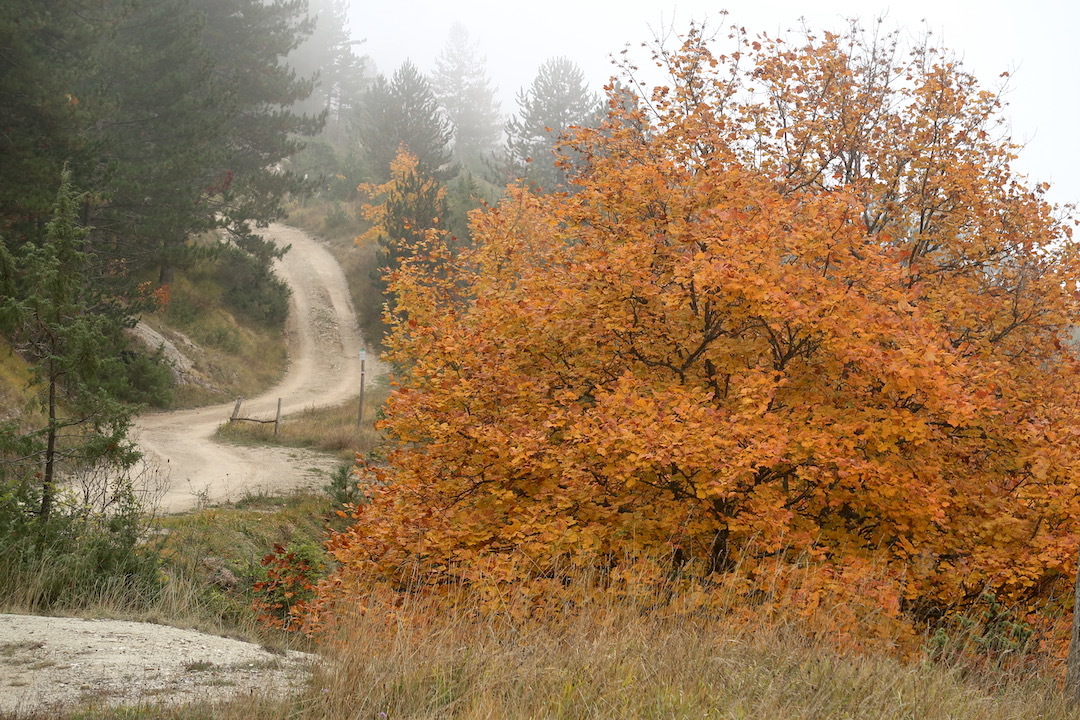 霧深く紅葉きれいな聖なる森、トスカーナ ラヴェルナ_f0234936_06505639.jpeg
