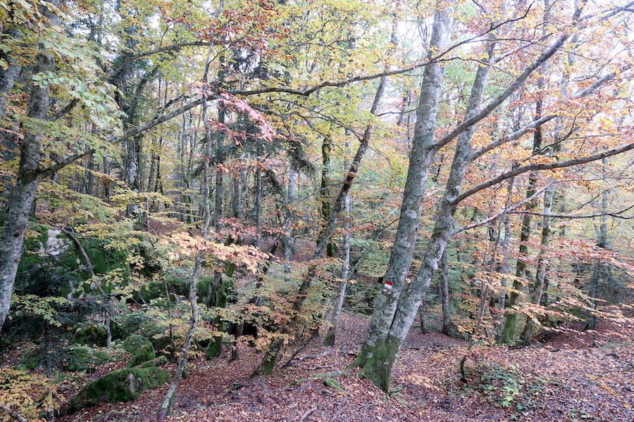 霧深く紅葉きれいな聖なる森、トスカーナ ラヴェルナ_f0234936_07071951.jpeg