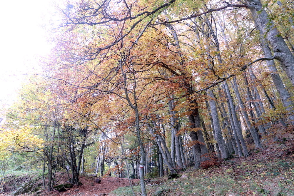 霧深く紅葉きれいな聖なる森、トスカーナ ラヴェルナ_f0234936_07155600.jpeg
