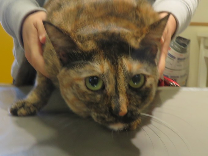 11 月 15 日の写真_c0174644_10481519.jpg