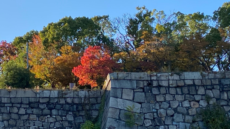 大阪城公園の紅葉_b0063958_07124417.jpg