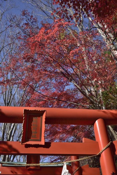 鼻顔稲荷神社の紅葉_c0134064_15221898.jpg