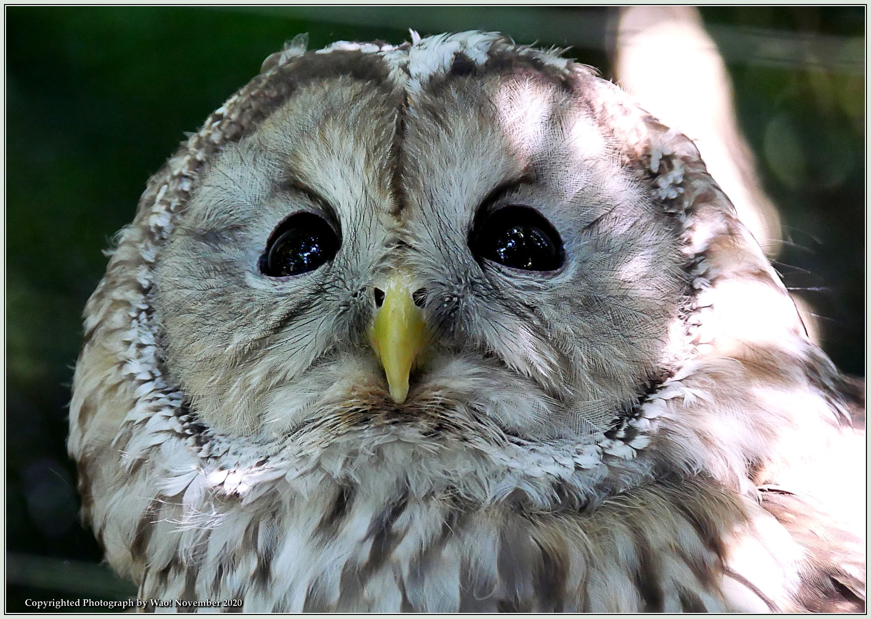 ミミズクとフクロウの顔 野鳥の素顔 野鳥と日々の出来事
