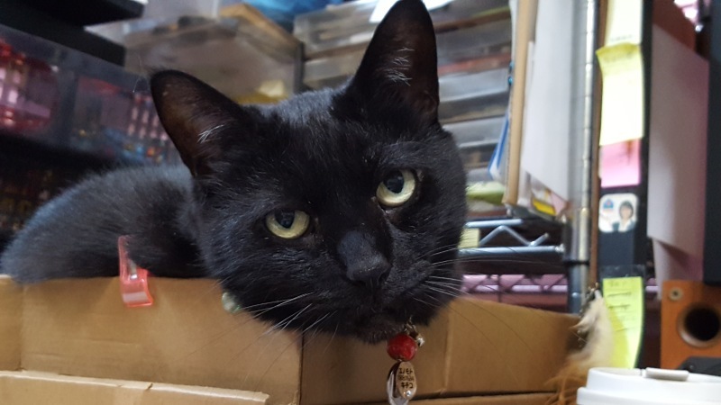 今日のポジションは 猫の首輪屋 Carol キチコの店長日記 今日のポジションは 猫の首輪屋 Carol キチコの店長日記