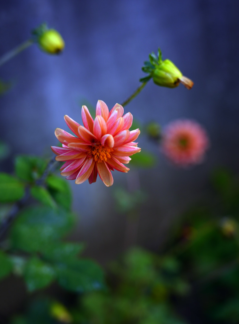 No.1339, 1340 「晩秋の庭に咲く花」_c0229384_21593289.jpg