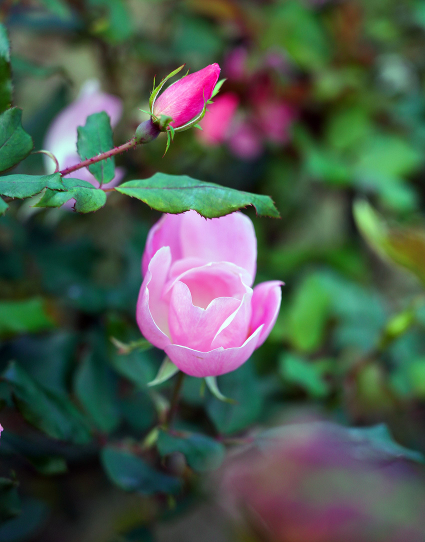 No.1339, 1340 「晩秋の庭に咲く花」_c0229384_22001110.jpg
