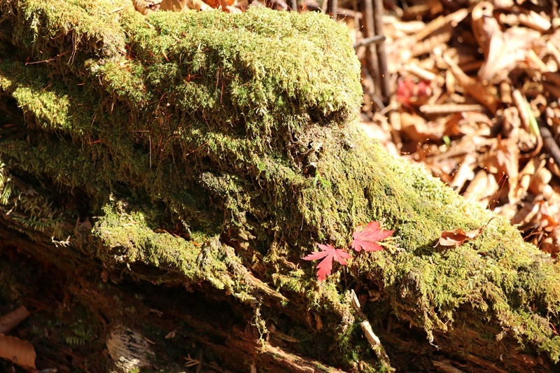 落ち葉の森_b0158390_09194645.jpg