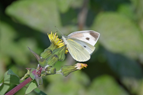 モンシロチョウ 卵 産む場所 なぜ