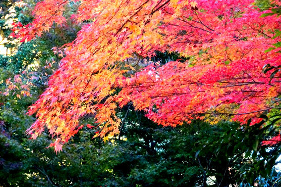 すっかり紅葉_b0145296_08332022.jpg