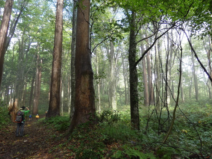 羽黒山植物観察会_e0176401_17180614.jpg