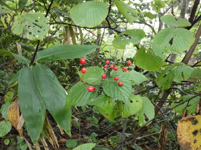 羽黒山植物観察会_e0176401_17182303.jpg