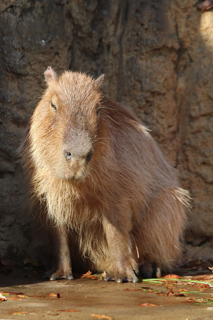 千葉市動物公園 子ども動物園の動物たち カピバラ モーブ とお昼寝ペンギン December 19 続々 動物園ありマス
