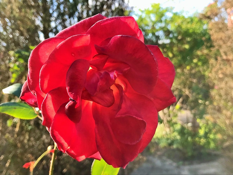秋薔薇・・・(4440)_e0349324_22021551.jpg