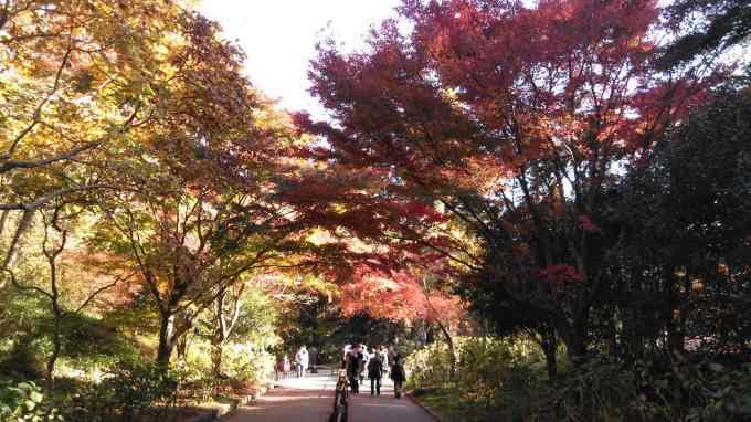 秋ハイキング 神戸市森林植物園と西宮市甲山森林公園 ジョニーからの提案 秋ハイキング 神戸市森林植物園と西宮市甲山森林公園 ジョニーからの提案