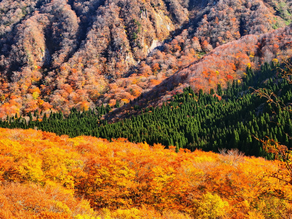 紅葉 10 鳥取県_d0286954_04500306.jpg