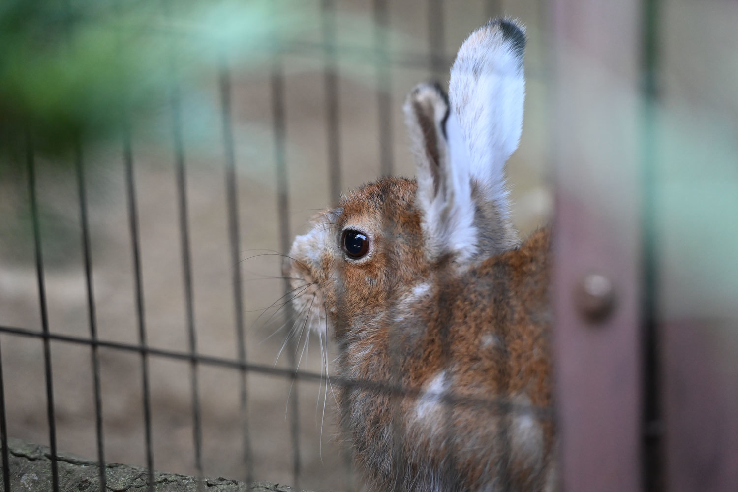 トウホクノウサギ 動物園へ行こう トウホクノウサギ 動物園へ行こう