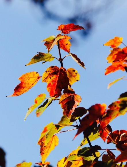 紅葉 。。。 ! !_a0248459_14200923.jpg
