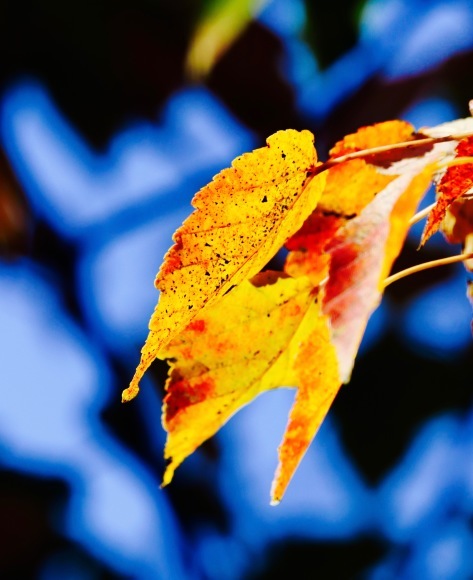 紅葉 。。。 ! !_a0248459_14212157.jpg