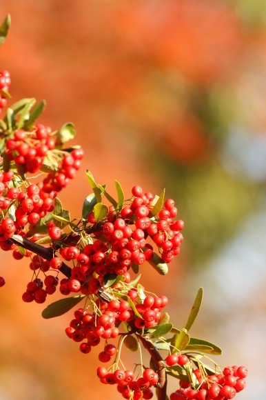 紅葉 。。。 ! !_a0248459_14222851.jpg
