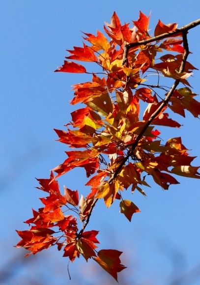 紅葉 。。。 ! !_a0248459_14234430.jpg