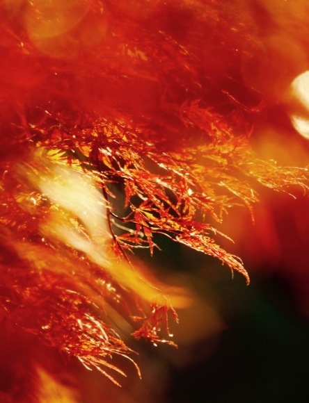 紅葉 。。。 ! !_a0248459_14270668.jpg