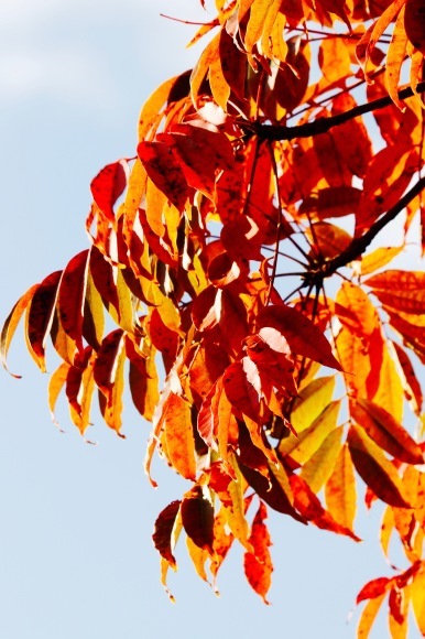 紅葉 。。。 ! !_a0248459_14272842.jpg