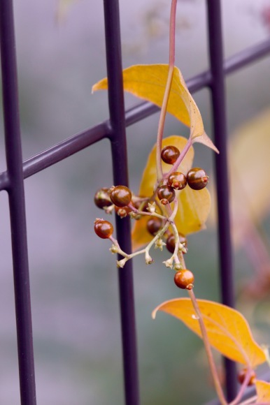 紅葉 。。。 ! !_a0248459_14282975.jpg