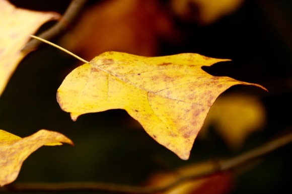 紅葉 。。。 ! !_a0248459_14285979.jpg
