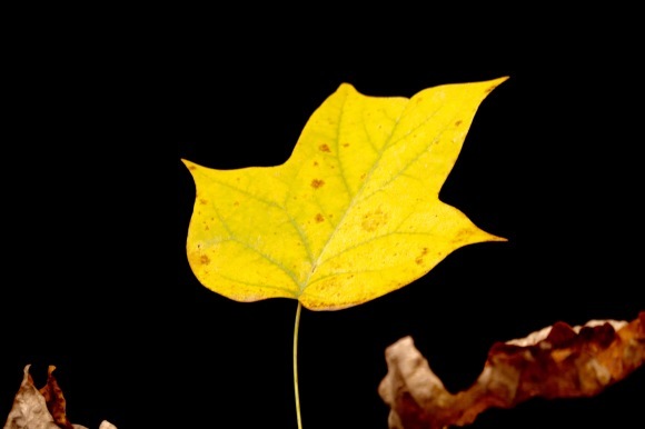 紅葉 。。。 ! !_a0248459_14292636.jpg