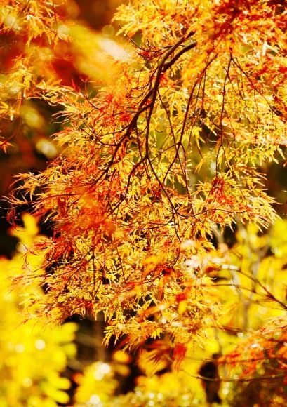 紅葉 。。。 ! !_a0248459_14300164.jpg