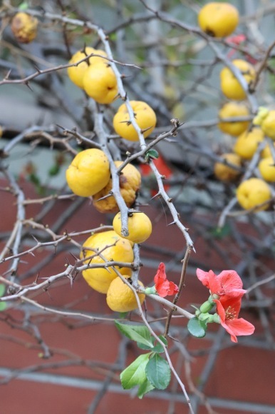 紅葉 。。。 ! !_a0248459_14305246.jpg