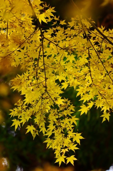 紅葉 。。。 ! !_a0248459_14332161.jpg