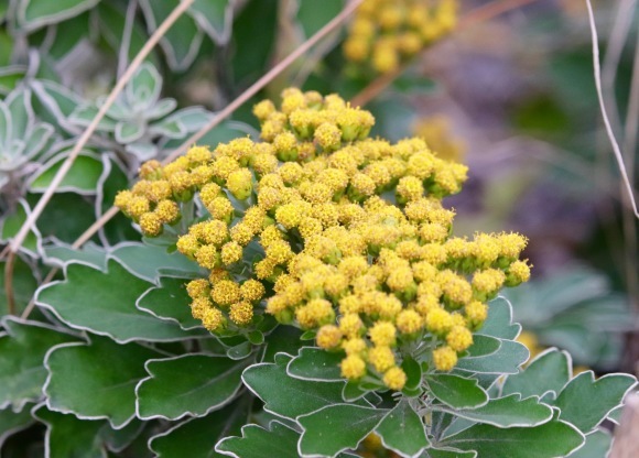紅葉 。。。 ! !_a0248459_14335894.jpg