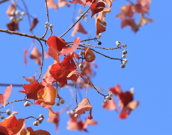 紅葉 。。。 ! !_a0248459_14345179.jpg