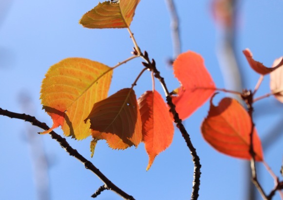 紅葉 。。。 ! !_a0248459_14352078.jpg