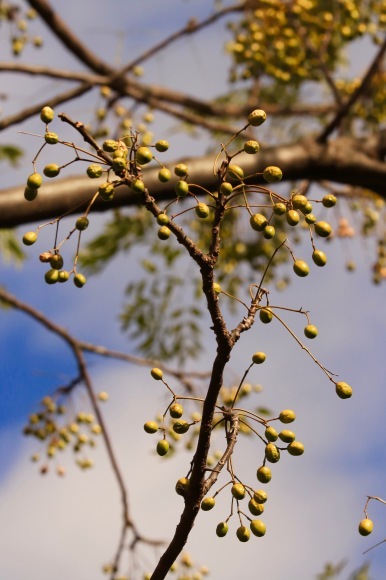 紅葉 。。。 ! !_a0248459_14354812.jpg